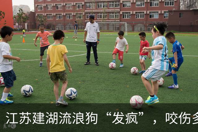 江苏建湖流浪狗“发疯”，咬伤多人，警方出手处理！